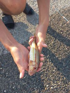 Red Mullet