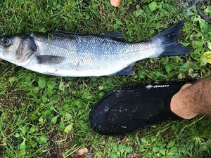 European Bass (Seabass)