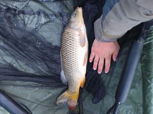 Common Carp