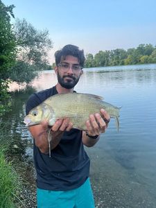 Common Bream
