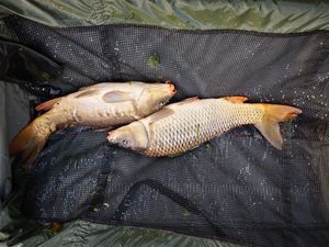 Common Carp