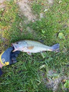 Largemouth Bass capturado por Tristan Dou