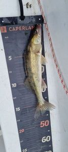 Zander