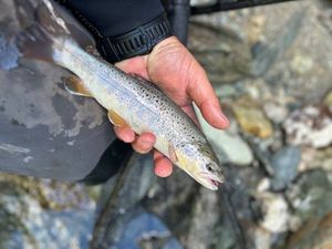 Brown Trout