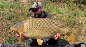 Common Carp