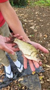 Crucian Carp