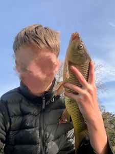 Common Carp