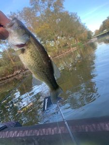 Largemouth Bass