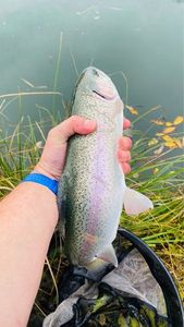 Rainbow Trout