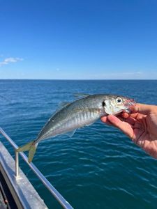 Atlantic Horse Mackerel