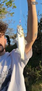 European Bass (Seabass)