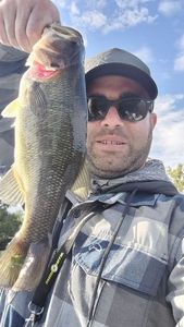 Largemouth Bass