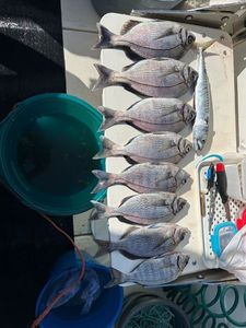 Black Seabream