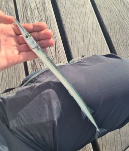Keeltail Needlefish
