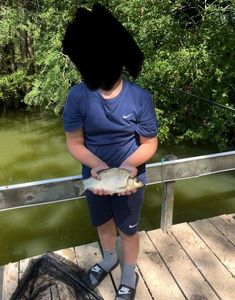 Crucian Carp