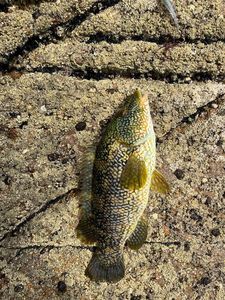 Ballan Wrasse