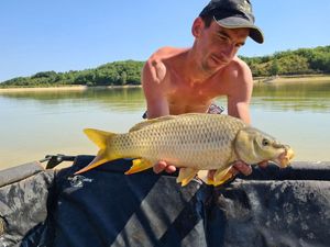 Common Carp