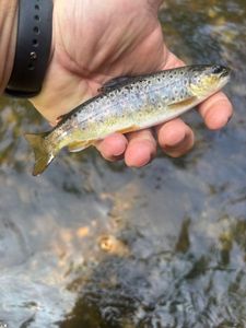 Brown Trout