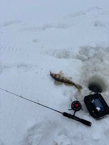 Volga Pikeperch
