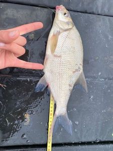 Common Bream
