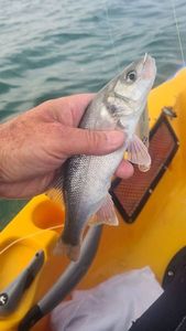 European Bass (Seabass)