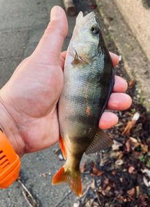 European Perch