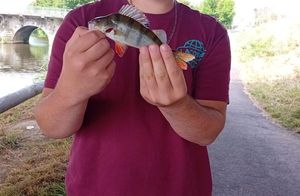 European Perch