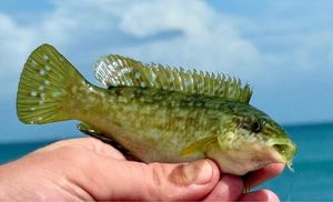 Ballan Wrasse