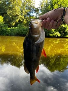 European Perch