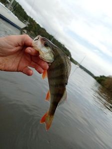 European Perch