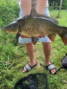 Common Carp