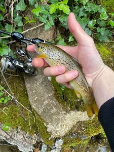 Brown Trout