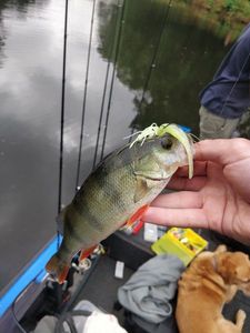 European Perch