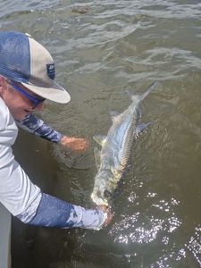 Tarpon