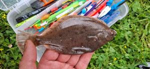 Prussian Carp
