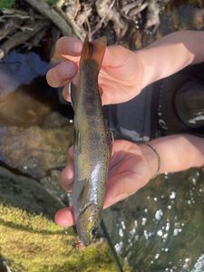 Brown Trout