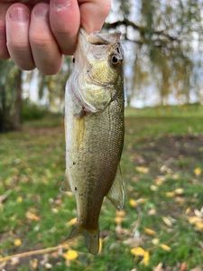 Largemouth Bass