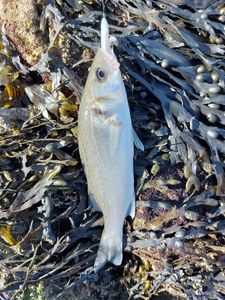 European Bass (Seabass)