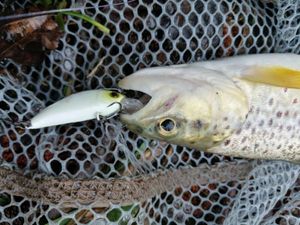 Brown Trout