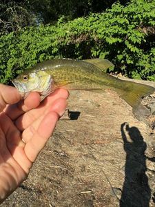 Largemouth Bass