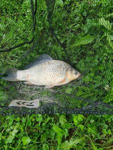 Crucian Carp