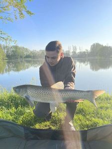 Grass Carp