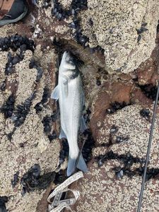 European Bass (Seabass)