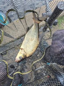 Common Bream