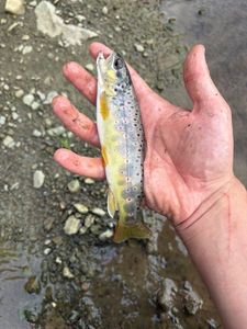 Brown Trout