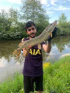 Northern Pike