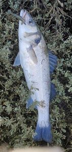 European Bass (Seabass)