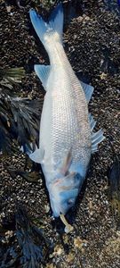 European Bass (Seabass)