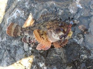 Brown Scorpionfish