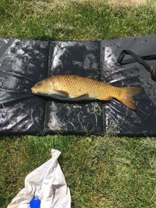 Common Carp
